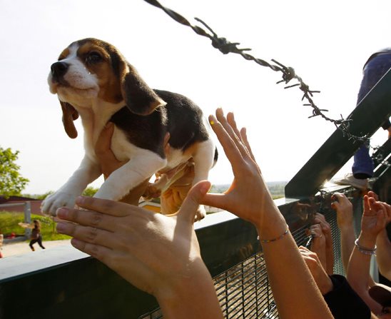 Beagle rescate Green Hill adopta ShurKonrad