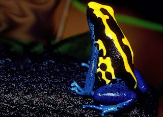 Funny Poison Dart Frog