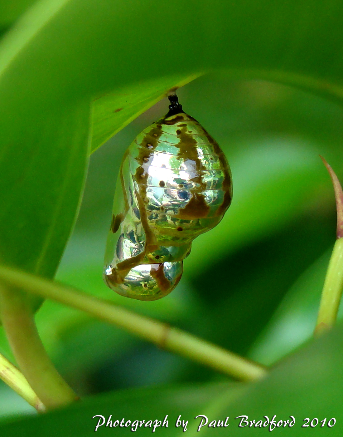 silver cocoon