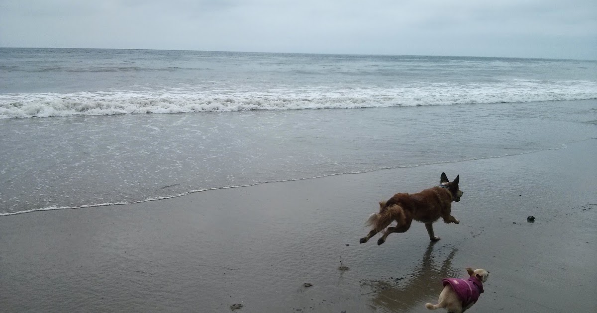 The Dog Geek In Which My Dogs Get Covered in Tar