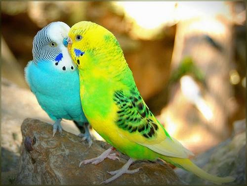 Lovebirds farming