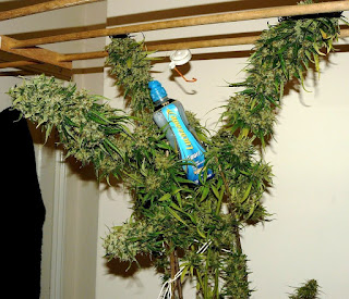 Plantar Maconha Plantar Maconha