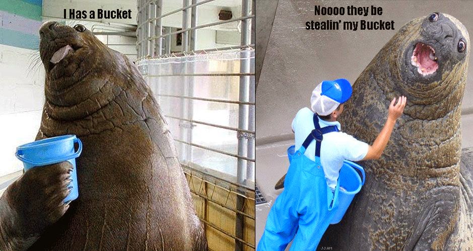 01-i-has-a-bucket.jpg