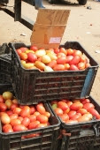 tomate2.jpg