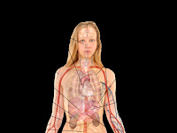 Diagram Of The Body Diagram Of The Body