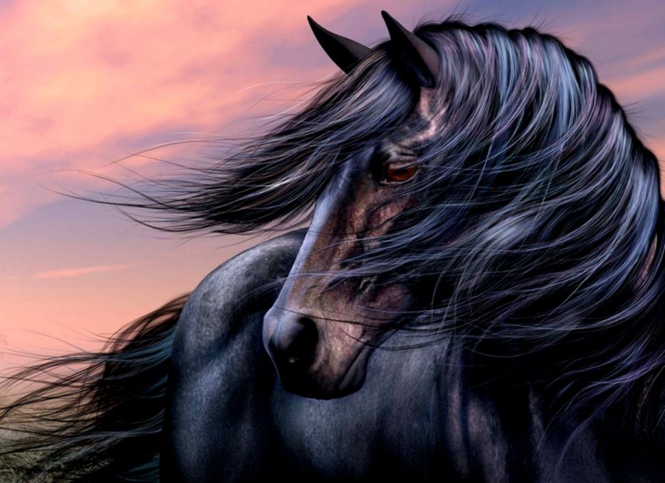 fashionable black horse desktop wallpaper new black horse