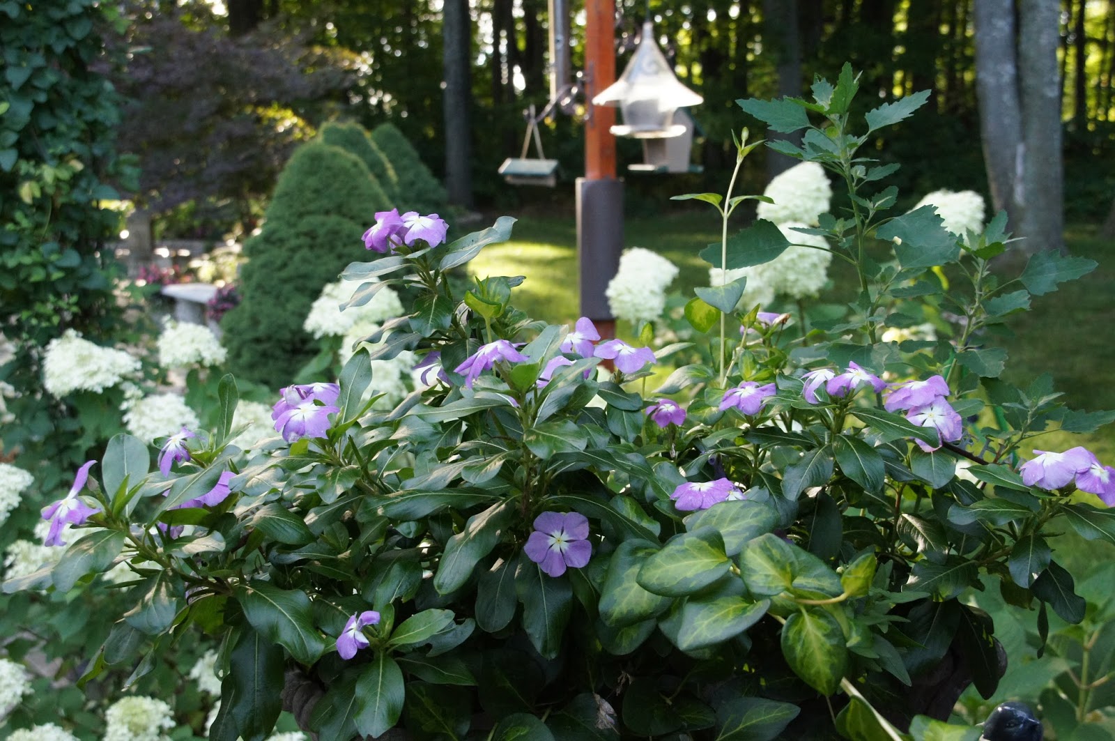A Wall Of Limelight Hydrangeas Planted Together With Firelight