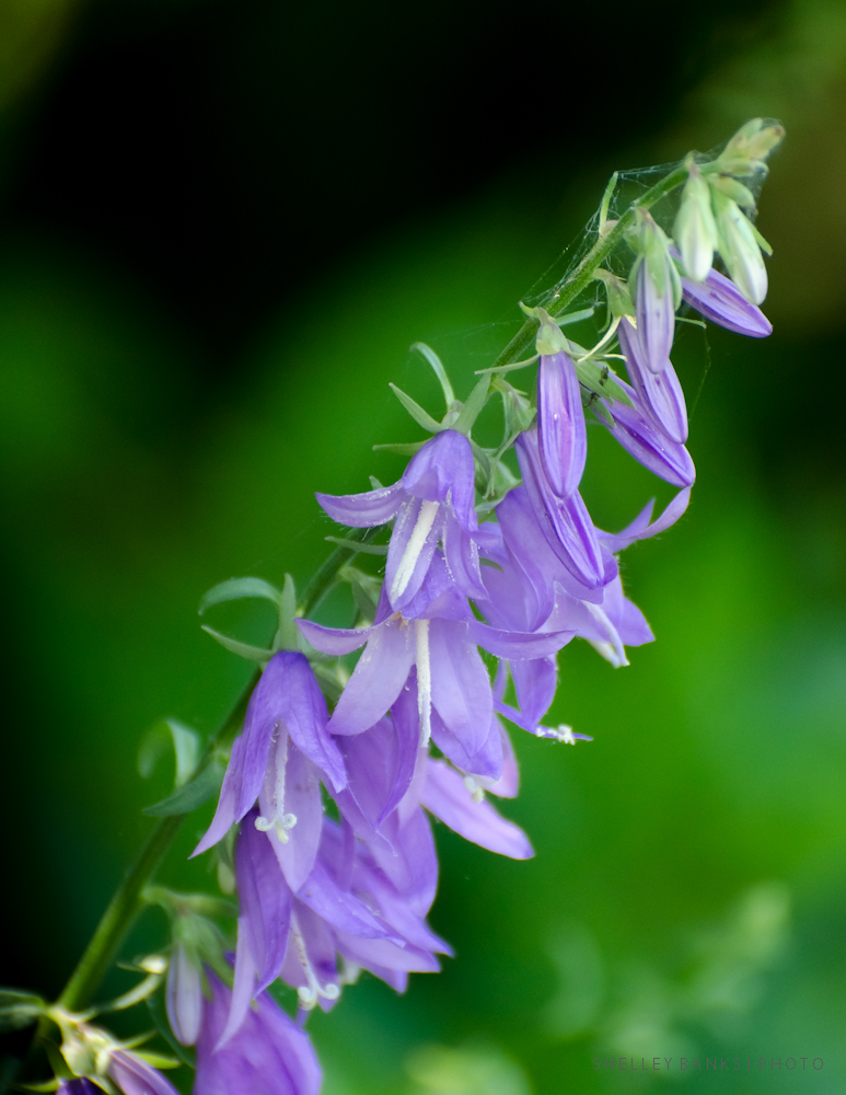 Prairie Wildflowers Creeping Bellflower Pretty Purple Weed