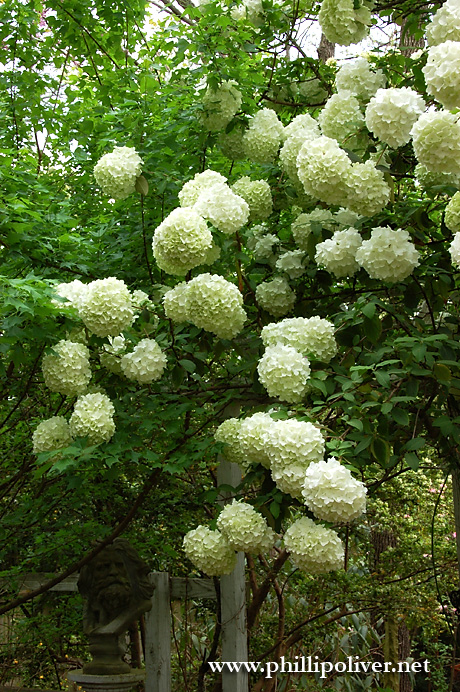 Chinese Snowball