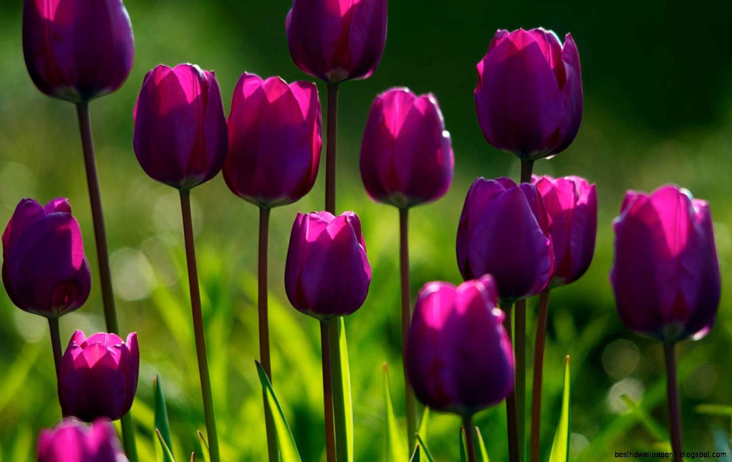 Purple Flower Desktop Backgrounds Tulips Purple Flower Desktop Backgrounds Tulips