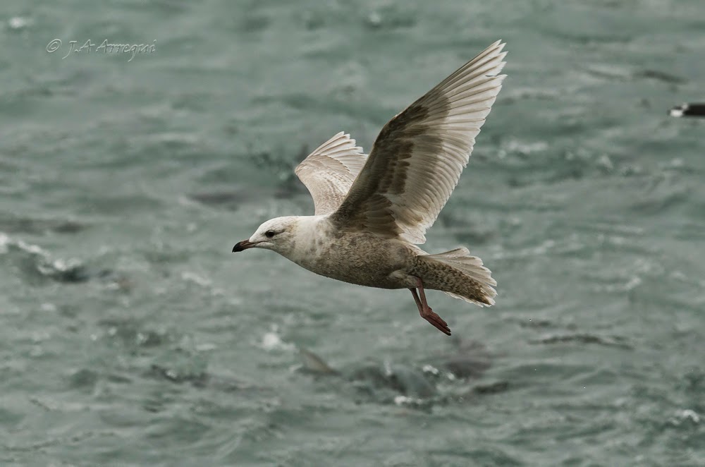 Gaviota groenlandesa, Larus galucoides kumlieni, Kumlien´s gull Gaviota groenlandesa, Larus galucoides kumlieni, Kumlien´s gull