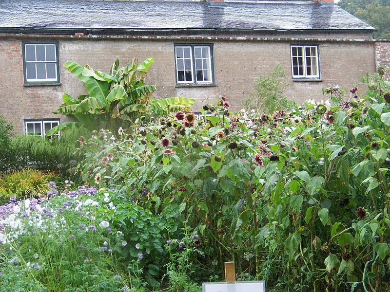 Heidi-Elizabeth - family blog from the UK: Trengwainton Gardens