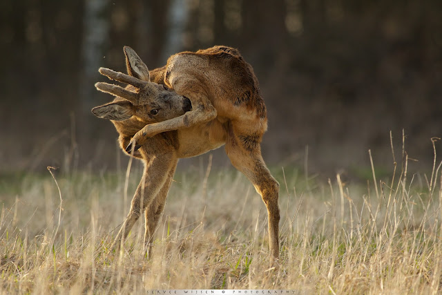 Ree - Roe Deer - Capreolus capreolus