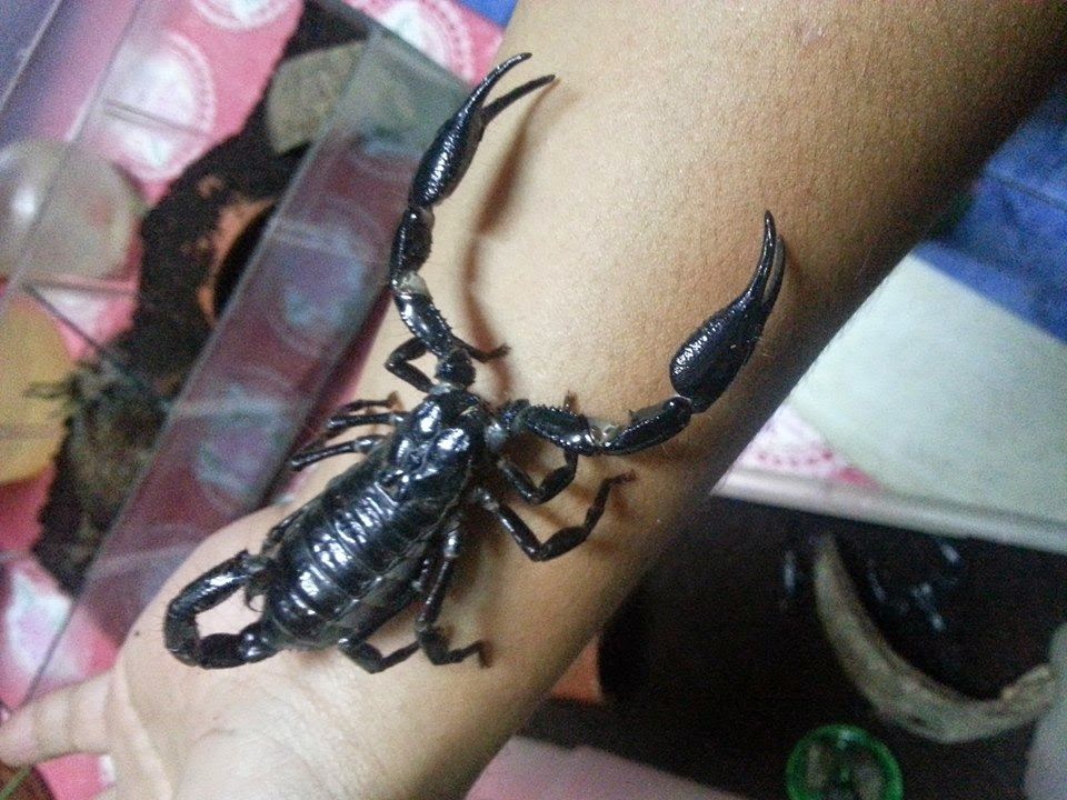 Scorpions as a Pet