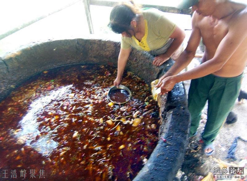 Under The Angsana Tree Watch What You Eat Gutter Oil?