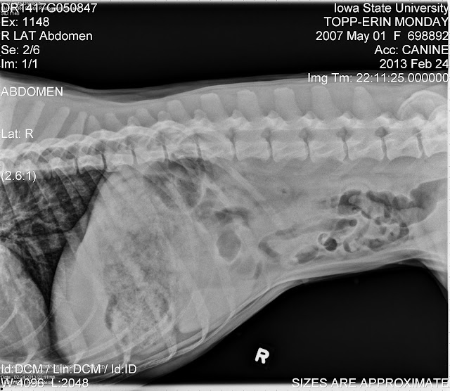 The Five Dog Blog Living Life Simply Messy Rug Muncher