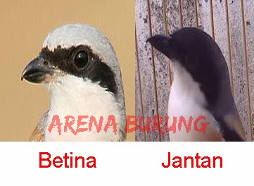 indo kicau mania: KUMPULAN FOTO PERBEDAAN JANTAN-BETINA BERBAGAI BURUNG
