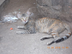 The outdoors  tabby cat of a fisherfolk's house in Arnala fishing village.