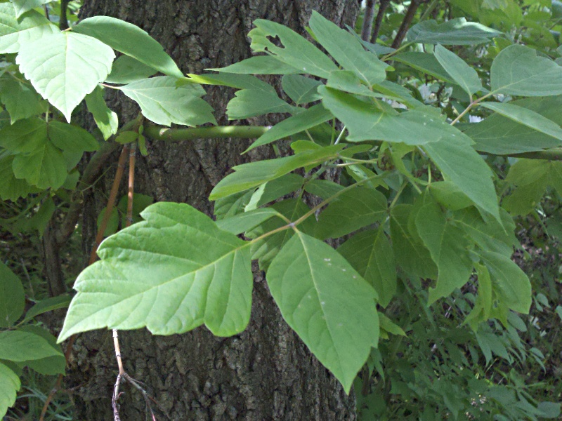 Glog Blog How to identify Poison Ivy
