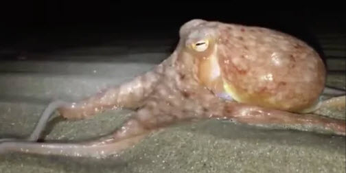 Mystery of octopuses found walking on Welsh beach