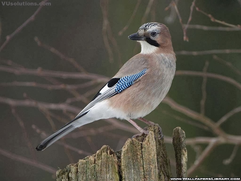 beautiful-birds-wallpapersbird-wallpaper