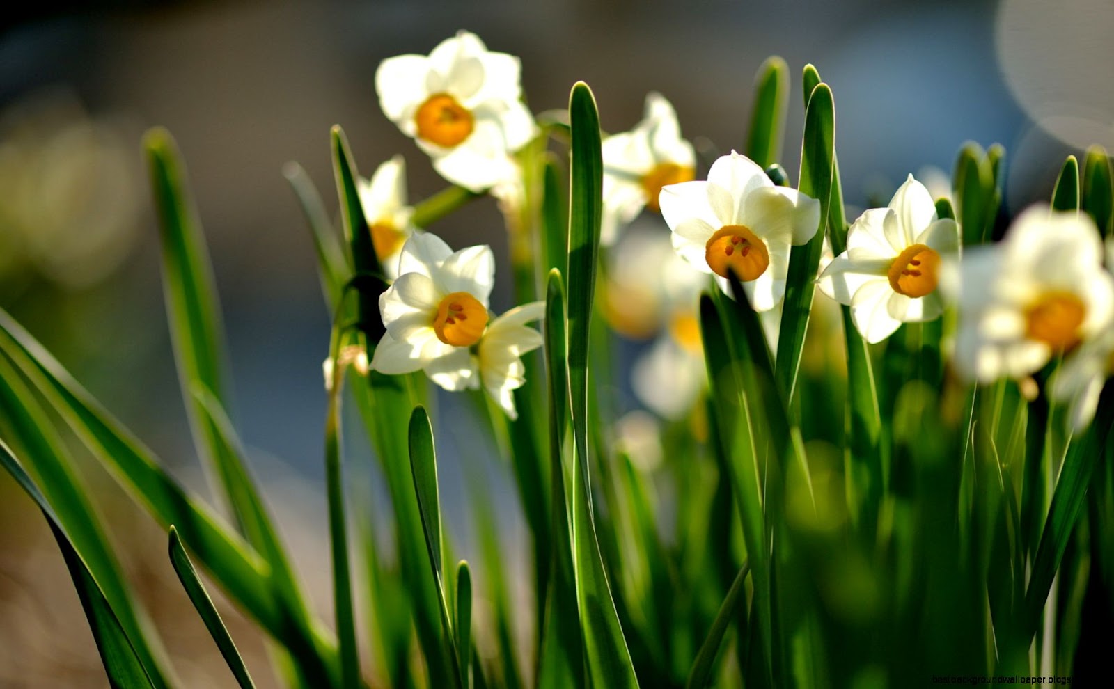 Spring Flowers Daffodils Spring Flowers Daffodils