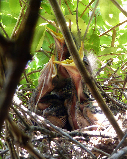 Safely Observing Nesting Birds Birds and Blooms