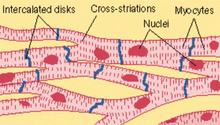 Class 12 Biology Questions ~ NEET Biology: Medical Entrance Biology