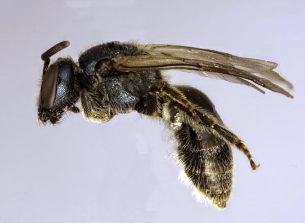 Sweat Bee Encounters A Complete Guide - vvpuom0