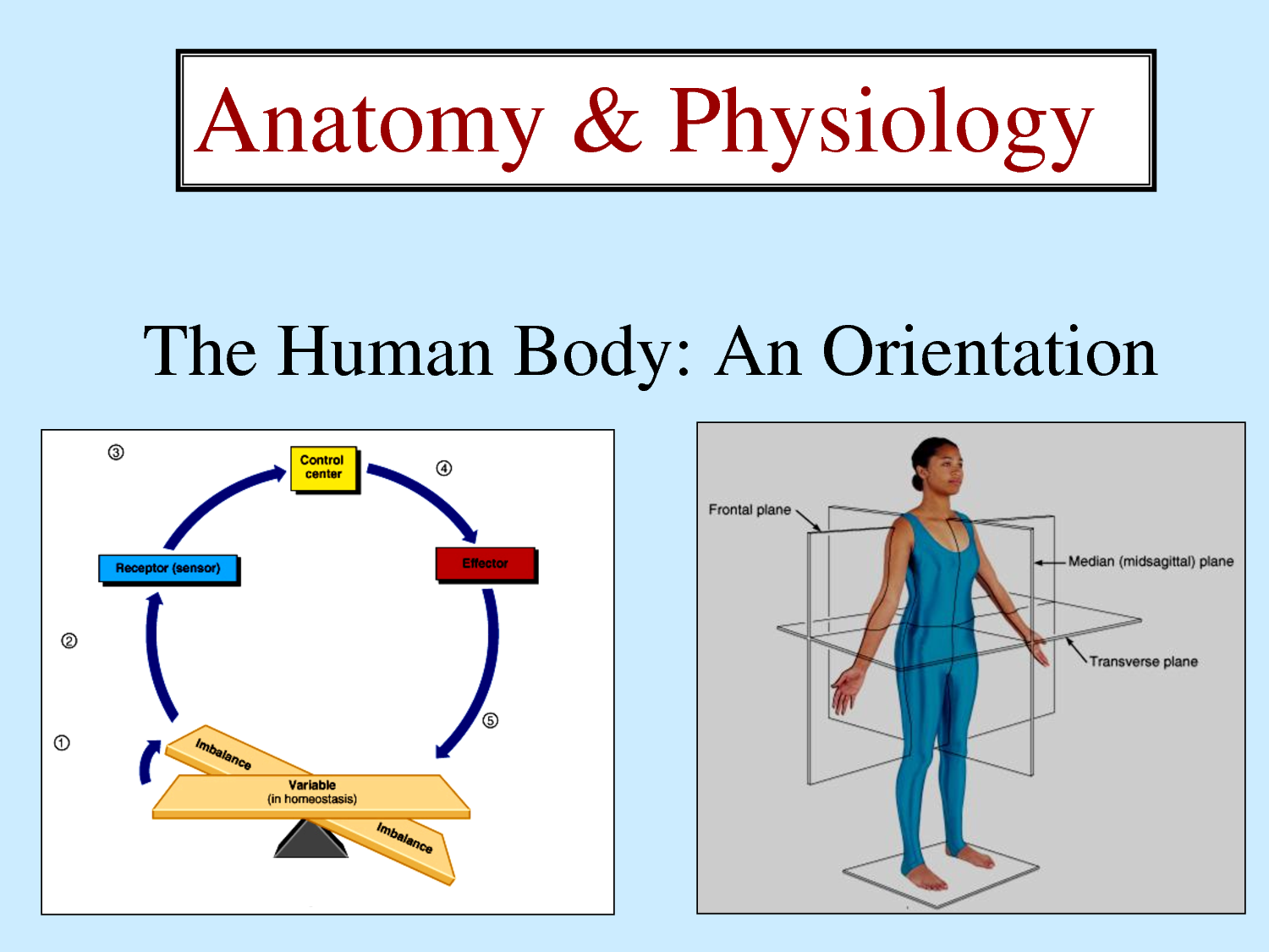 Human anatomy quiz questions and answers pdf image
