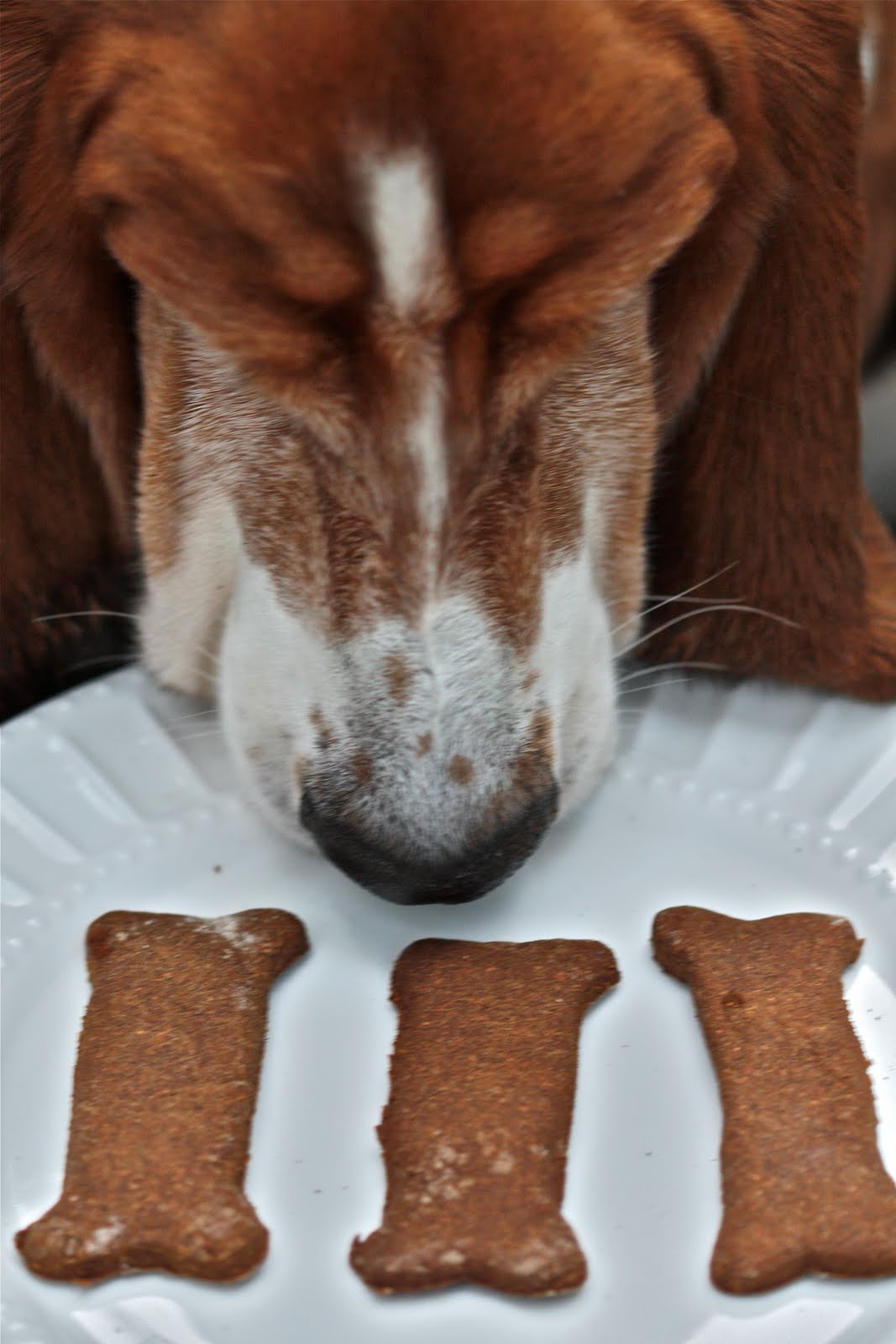 Food Connections BuckwheatPumpkin Dog Biscuits