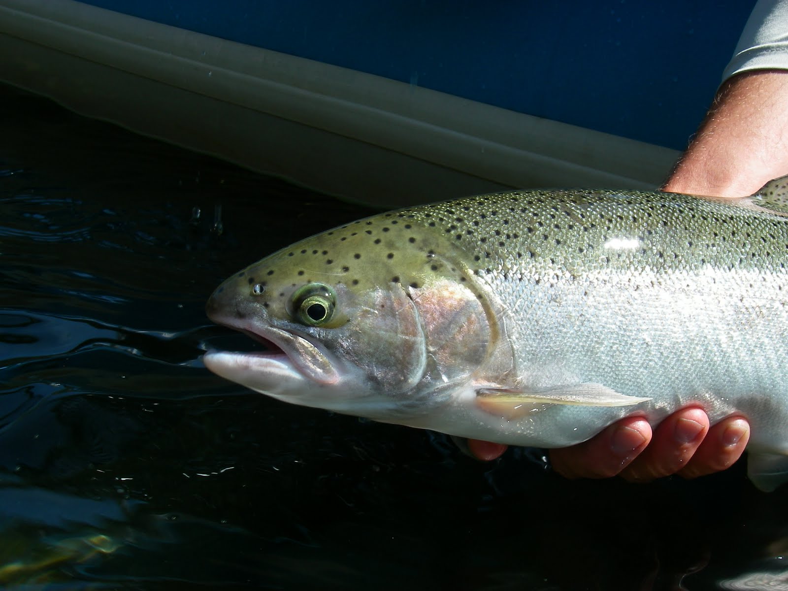Fire Fly Fisherman Summer Steelhead