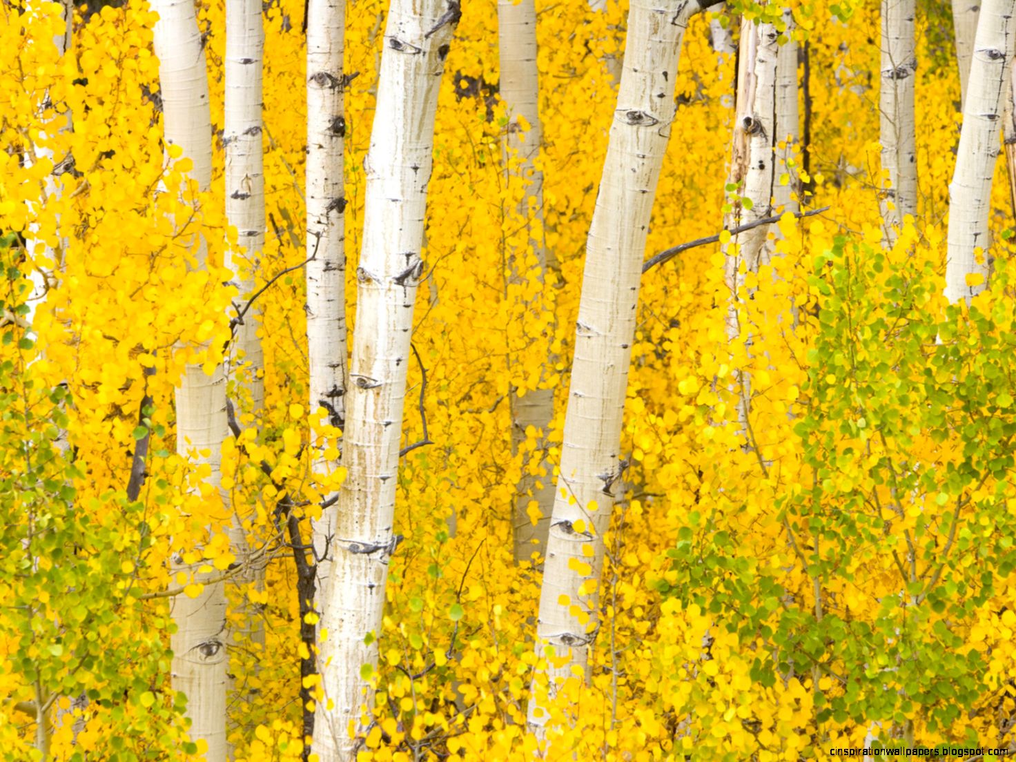 Yellow Birch Tree Fall Leaves Yellow Birch Tree Fall Leaves
