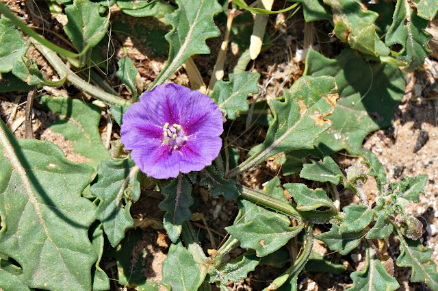 Purple Ground Cherry