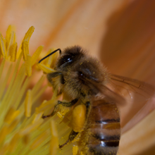 Greenpeace revela que el 67% del polen recolectado por las abejas en Europa está contaminado con un cóctel de plaguicidas tóxicos