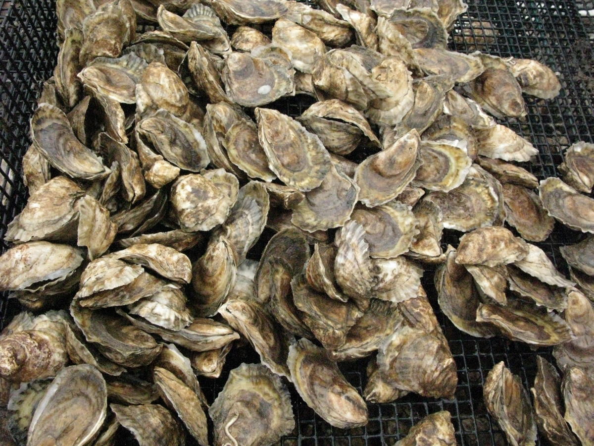 The Edible Ocean New Hampshire Oysters