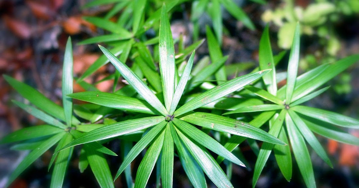 Botany word of the day Phyllotaxis The ideal arrangement of leaves