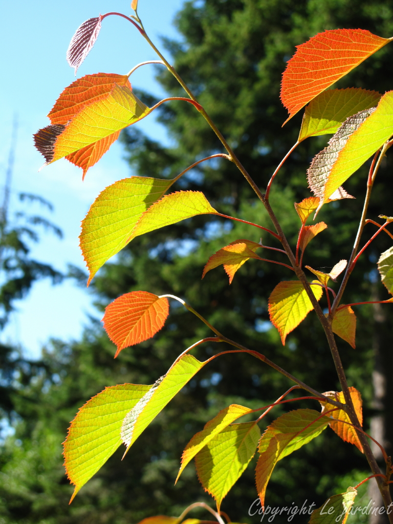 Ninebark Summer Wine Susan S In The Garden