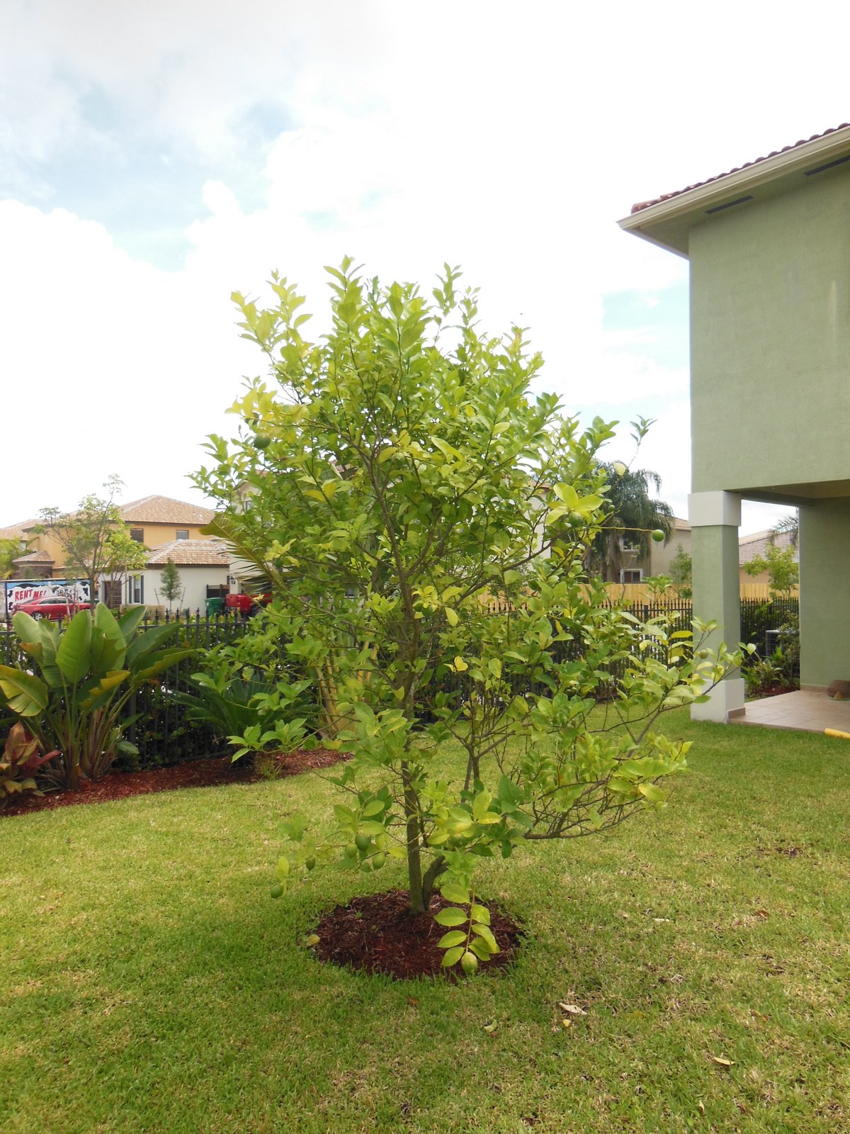 South Florida Gardening Blog