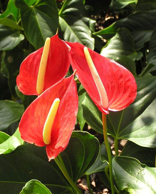 flowers for flower lovers. Anthurium flamingo flowers.