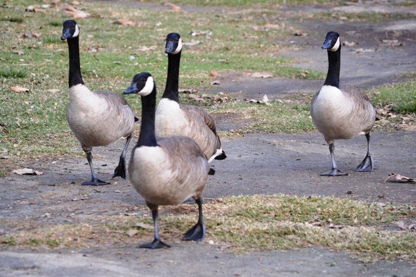 Image result for geese walking on concrete