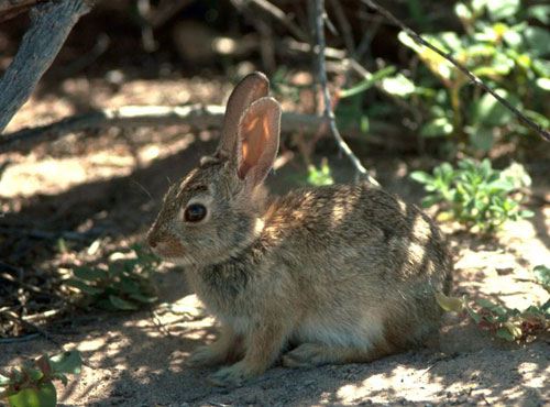 Rabbit Rabbit