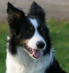 Nougat er en dejlig "genbrugs" border collie på 9 år. Hun skal løbe agility, dogdance og gå rally.