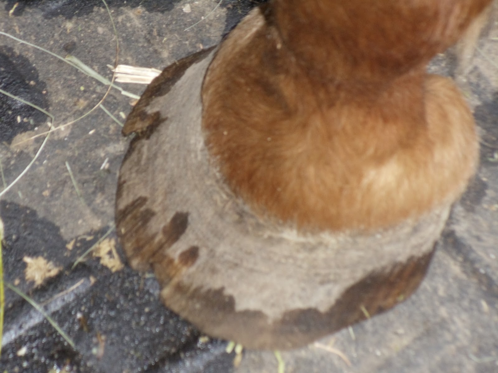 Horse Feet