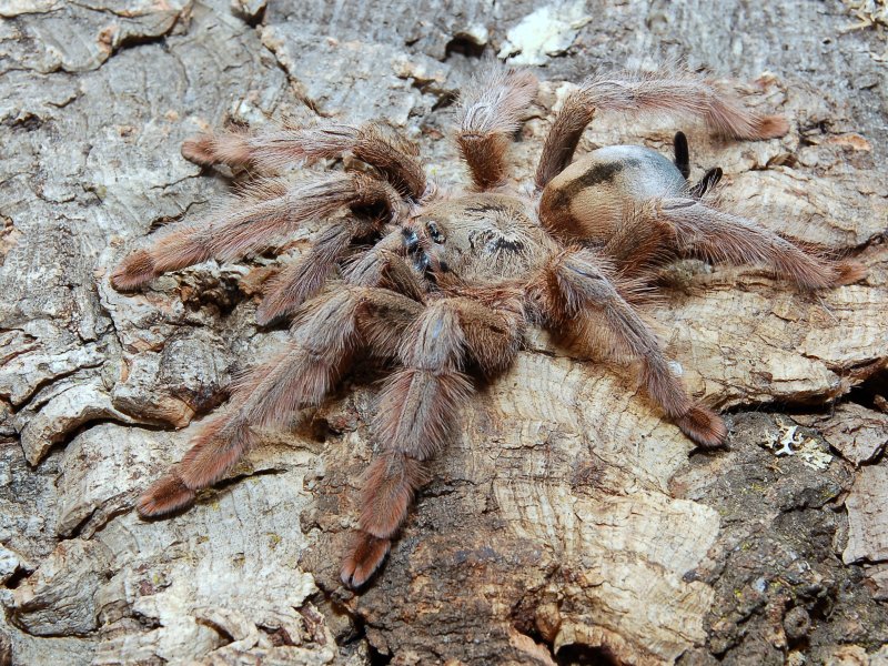 Psalmopoeus Pulcher - Vogelspinne | Alles zum Thema Vogelspinnen