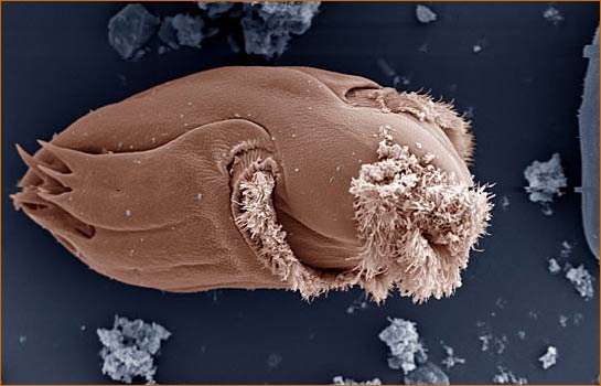 Object Under Microscope all about photo