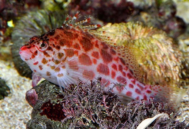 Coral Hawkfish (Cirrhitichthys Oxycephalus)