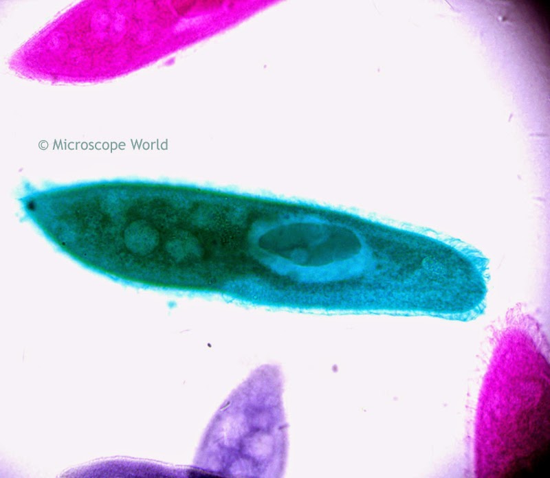 Paramecium under microscope at 400x