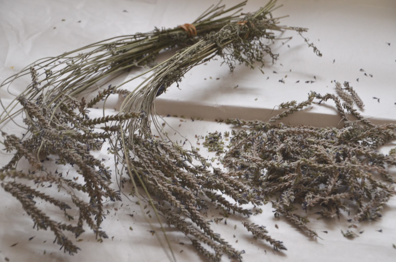 Garden Ally The Sweet Smell of Lavender