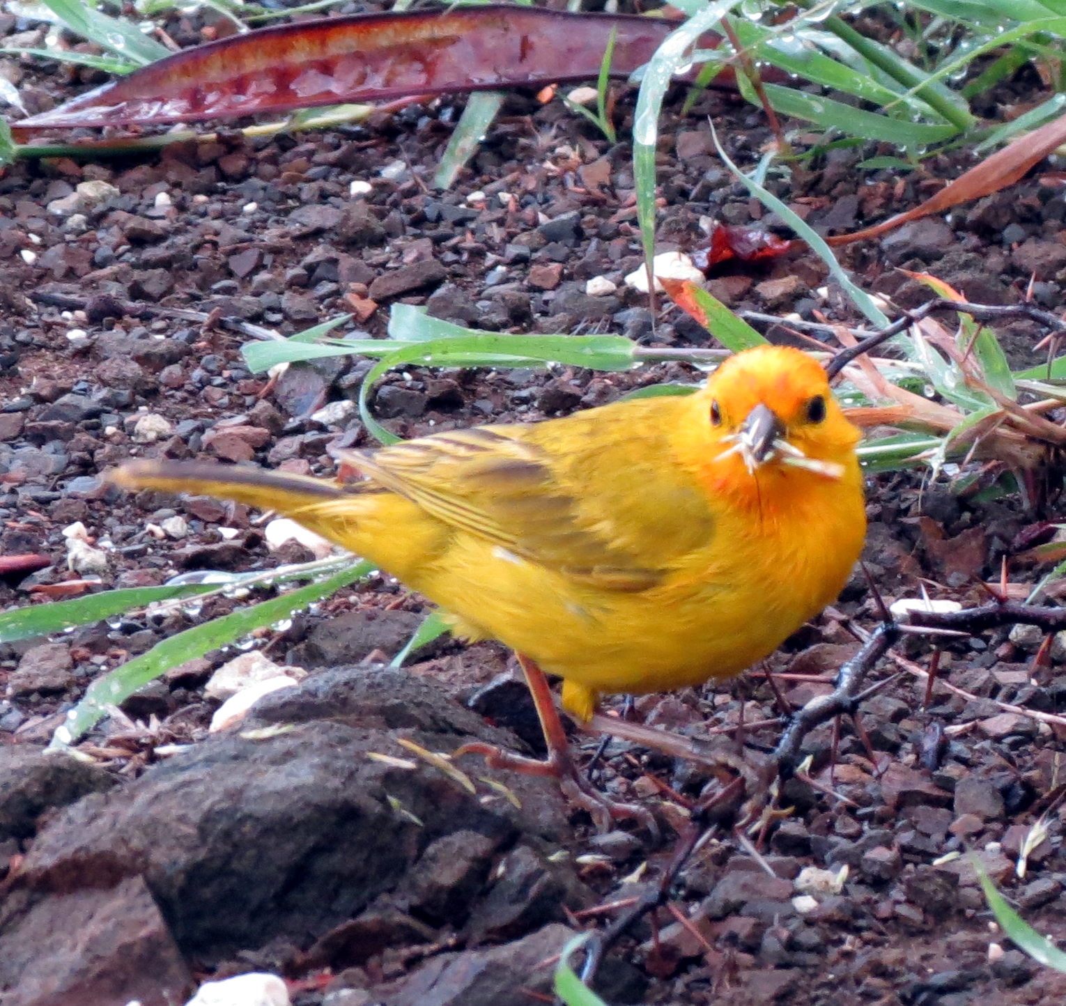 Hiking Curaçao Flora and Fauna Saffron Finches having breakfast